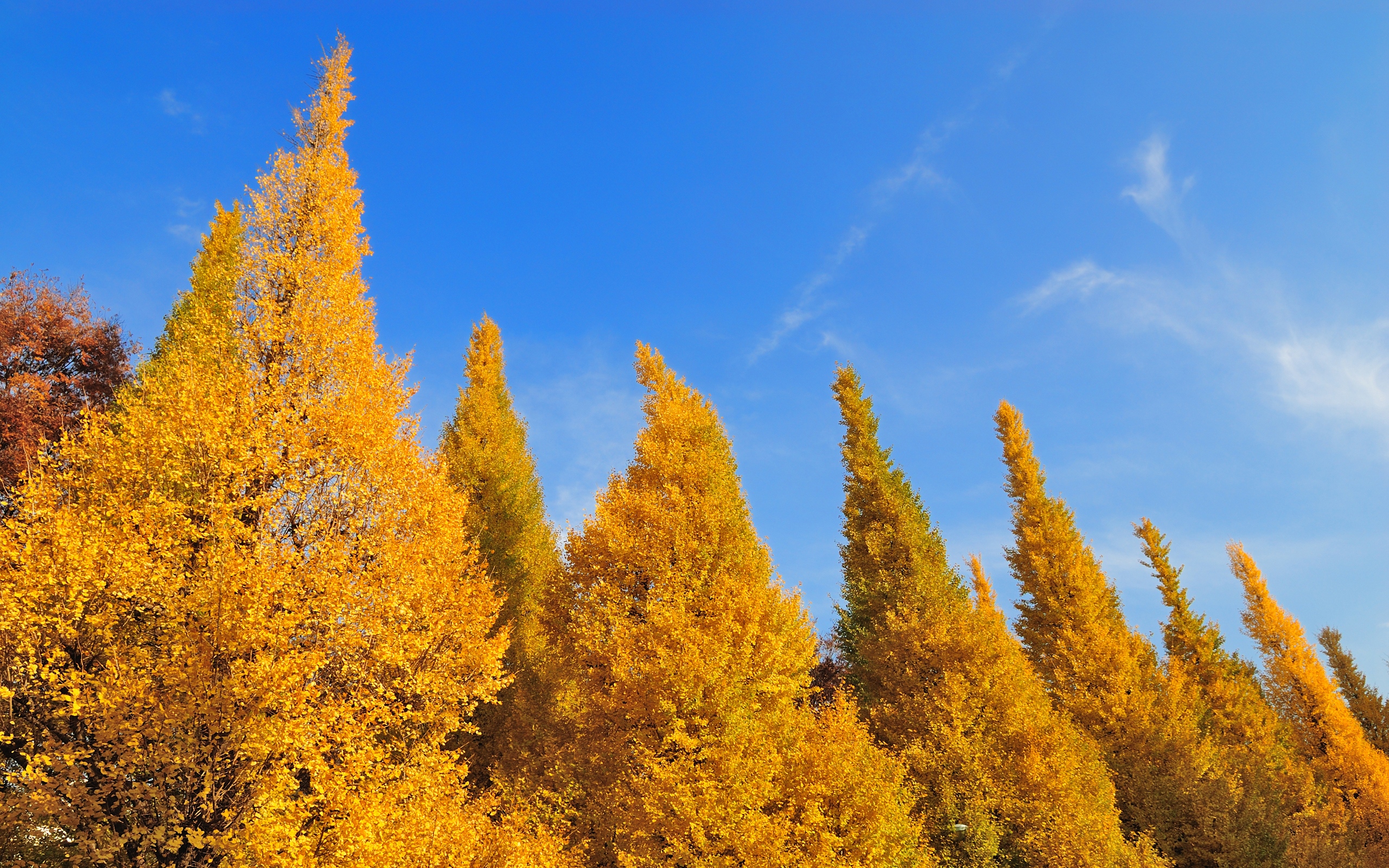    2560x1600 ::  1